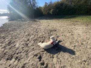 Sonnenbaden 🐕